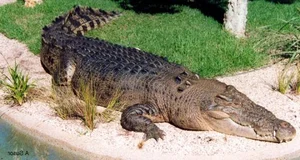 Top 8 Largest Animals on Earth: Discover the Giants of Nature - image 7