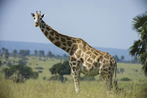 Top 8 Largest Animals on Earth: Discover the Giants of Nature - image 1
