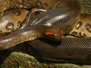 Top 8 Largest Animals on Earth: Discover the Giants of Nature - image 2