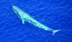 Top 8 Largest Animals on Earth: Discover the Giants of Nature - image 6