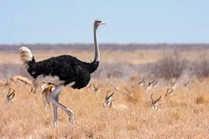 Top 8 Largest Animals on Earth: Discover the Giants of Nature - image 5