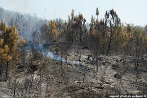 A Visual Report: The Devastating Impact of Wildfires Across Europe During Recent Heatwaves - image 1