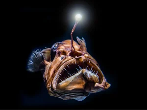 Mysteries of the Deep: Discovering the World's Most Unusual Deep-Sea Creatures - image 3