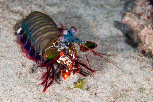Mysteries of the Deep: Discovering the World's Most Unusual Deep-Sea Creatures - image 4