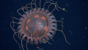 Mysteries of the Deep: Discovering the World's Most Unusual Deep-Sea Creatures - image 5