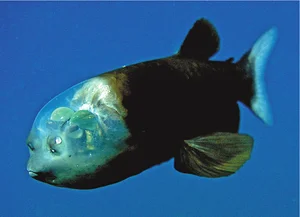 Mysteries of the Deep: Discovering the World's Most Unusual Deep-Sea Creatures - image 2