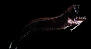 Mysteries of the Deep: Discovering the World's Most Unusual Deep-Sea Creatures - image 6