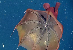 Mysteries of the Deep: Discovering the World's Most Unusual Deep-Sea Creatures - image 1