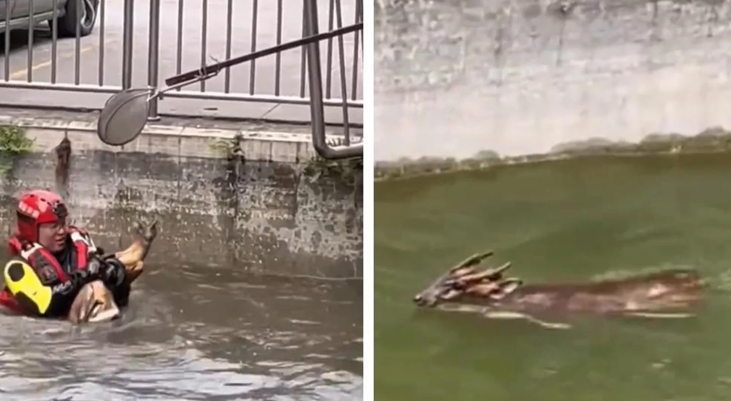 A Mythical Encounter: Rare Animal with Dragon Head and Deer Body Spotted