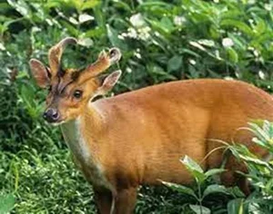 A Mythical Encounter: Rare Animal with Dragon Head and Deer Body Spotted - image 1