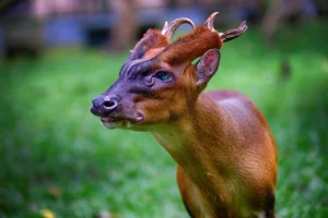 A Mythical Encounter: Rare Animal with Dragon Head and Deer Body Spotted - image 5