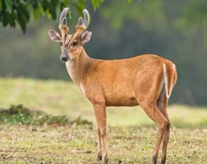 A Mythical Encounter: Rare Animal with Dragon Head and Deer Body Spotted - image 6