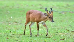 A Mythical Encounter: Rare Animal with Dragon Head and Deer Body Spotted - image 2