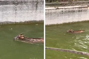 A Mythical Encounter: Rare Animal with Dragon Head and Deer Body Spotted - image 3
