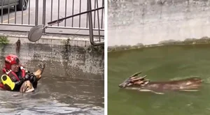 A Mythical Encounter: Rare Animal with Dragon Head and Deer Body Spotted - image 0
