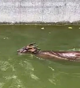A Mythical Encounter: Rare Animal with Dragon Head and Deer Body Spotted - image 7