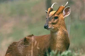 A Mythical Encounter: Rare Animal with Dragon Head and Deer Body Spotted - image 8