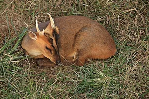 A Mythical Encounter: Rare Animal with Dragon Head and Deer Body Spotted - image 9