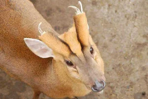 A Mythical Encounter: Rare Animal with Dragon Head and Deer Body Spotted - image 4