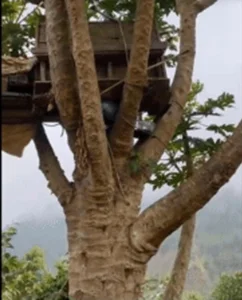 Giant 10-Meter Tall Papaya Tree Goes Viral for Incredible Height and Harvest - image 0