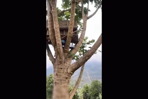 Giant 10-Meter Tall Papaya Tree Goes Viral for Incredible Height and Harvest - image 1