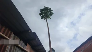 Giant 10-Meter Tall Papaya Tree Goes Viral for Incredible Height and Harvest - image 3