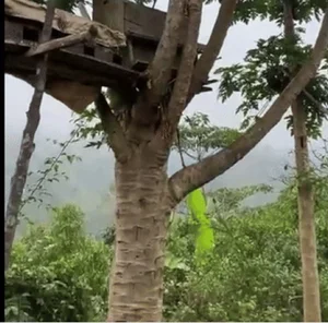 Giant 10-Meter Tall Papaya Tree Goes Viral for Incredible Height and Harvest - image 2