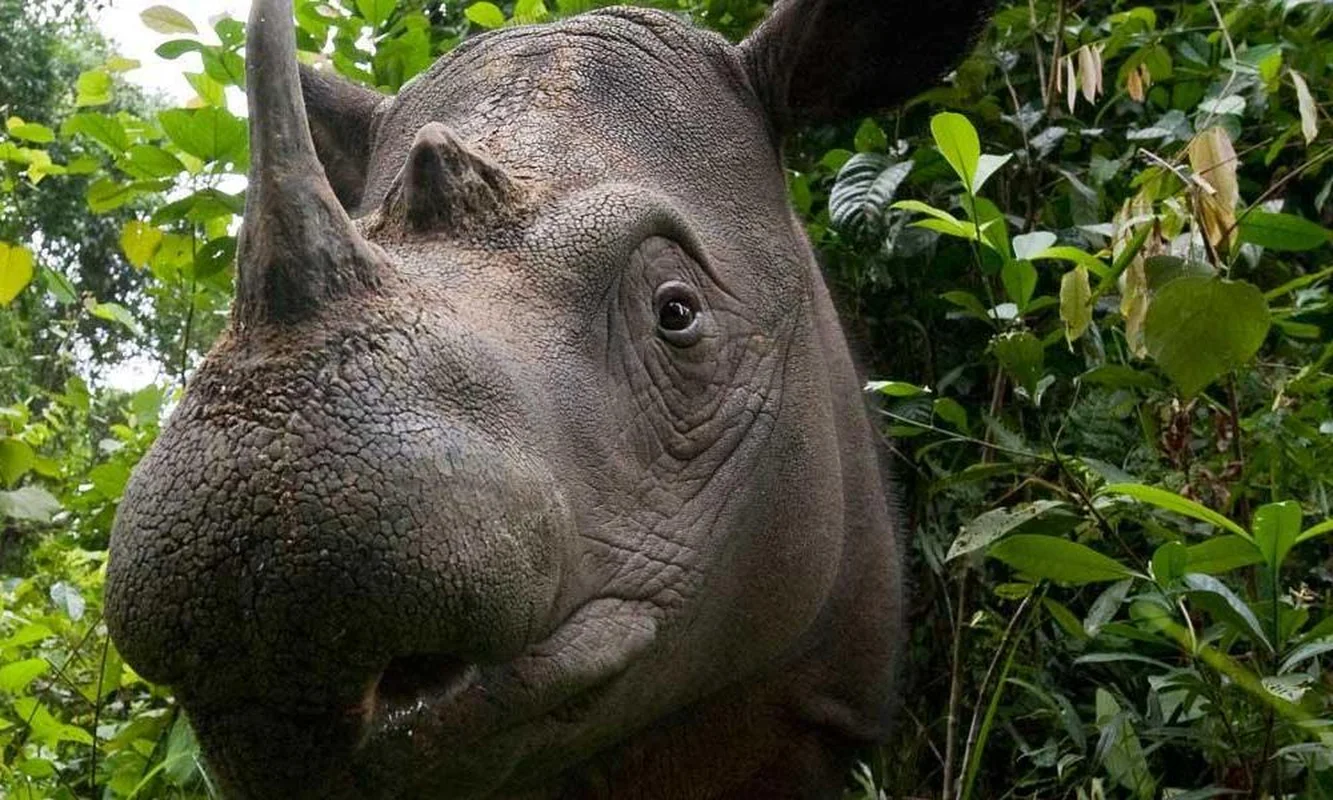 The Rare Animal with Biology More Valuable Than Gold