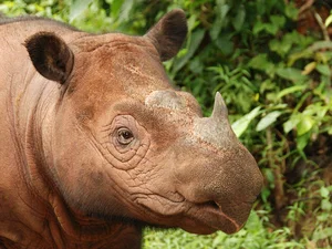 The Rare Animal with Biology More Valuable Than Gold - image 3