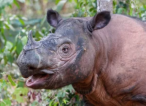 The Rare Animal with Biology More Valuable Than Gold - image 1