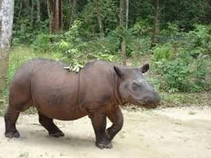 The Rare Animal with Biology More Valuable Than Gold - image 5
