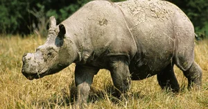 The Rare Animal with Biology More Valuable Than Gold - image 6