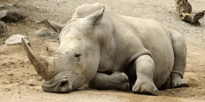 The Rare Animal with Biology More Valuable Than Gold - image 4