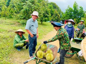 Tycoon Bau Duc’s Bold and Inspiring Statements on the Durian Gold Rush - image 0