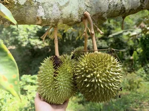 Tycoon Bau Duc’s Bold and Inspiring Statements on the Durian Gold Rush - image 7