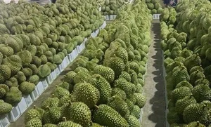 Tycoon Bau Duc’s Bold and Inspiring Statements on the Durian Gold Rush - image 8
