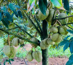 Tycoon Bau Duc’s Bold and Inspiring Statements on the Durian Gold Rush - image 2