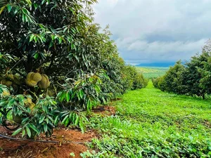 Tycoon Bau Duc’s Bold and Inspiring Statements on the Durian Gold Rush - image 1