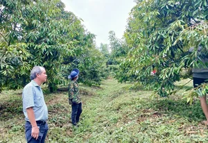 Tycoon Bau Duc’s Bold and Inspiring Statements on the Durian Gold Rush - image 4