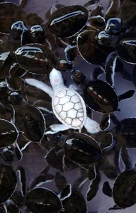 Bizarre Creatures of the Deep and Wild Beyond Human Imagination - image 8
