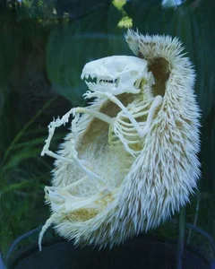 Bizarre Creatures of the Deep and Wild Beyond Human Imagination - image 7