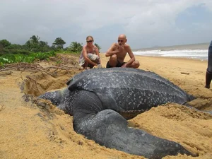 Bizarre Creatures of the Deep and Wild Beyond Human Imagination - image 21