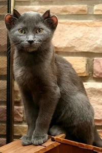 Bizarre Creatures of the Deep and Wild Beyond Human Imagination - image 13