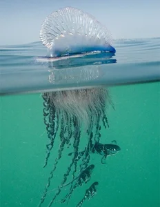 Bizarre Creatures of the Deep and Wild Beyond Human Imagination - image 6