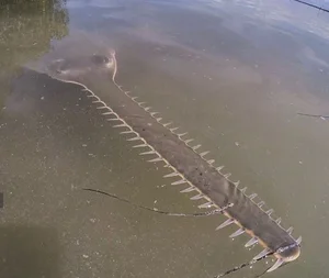 Bizarre Creatures of the Deep and Wild Beyond Human Imagination - image 14