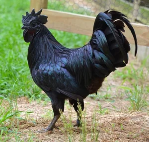 Bizarre Creatures of the Deep and Wild Beyond Human Imagination - image 10