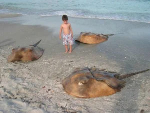 Bizarre Creatures of the Deep and Wild Beyond Human Imagination - image 15