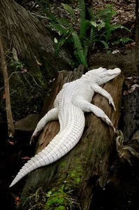 Bizarre Creatures of the Deep and Wild Beyond Human Imagination - image 1