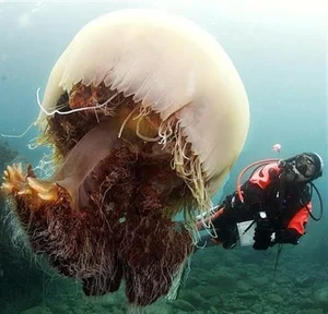 Bizarre Creatures of the Deep and Wild Beyond Human Imagination - image 11