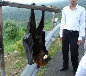 Bizarre Creatures of the Deep and Wild Beyond Human Imagination - image 16